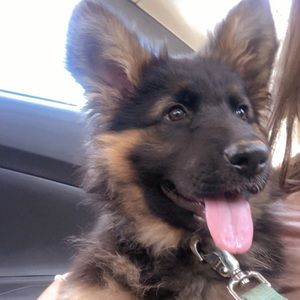 Meet your Posher, Emerson